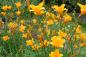 Preview: Hemerocallis 'From China with Love' | Taglilie